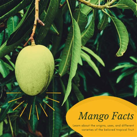 Facts About The Mango Tree Description Types And Uses Dengarden