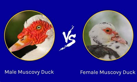 Male Vs Female Muscovy Duck