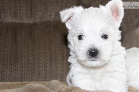 West Highland White Terrier Westie Puppy For Sale Near St Joseph