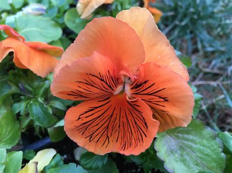 My Favorite New Orange Pansy Which Color Is Your Favorite R