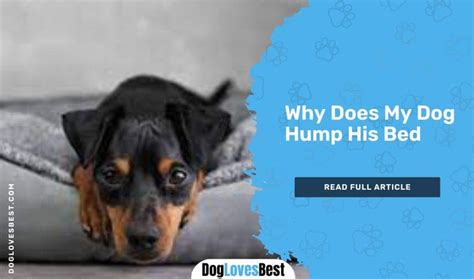 Why Does My Dog Hump His Bed And How To Stop It Dog Loves Best