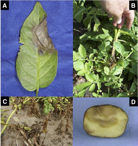 Symptoms Associated With Phytophthora Nicotianae Infection On Potato Download Scientific