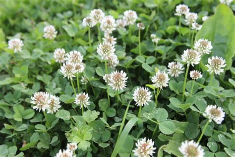 Clover For Grassland Red And White Grass Seed Direct