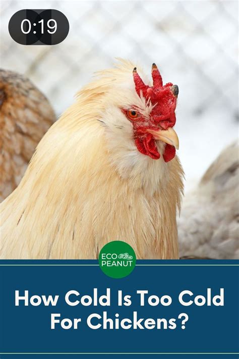How Cold Is Too Cold For Chickens Eco Peanut Raising Backyard