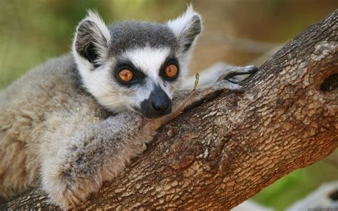 Beste plekken om de lemuren van madagaskar te zien: lemur, Primate, Madagascar, 41 Wallpapers HD / Desktop and ...