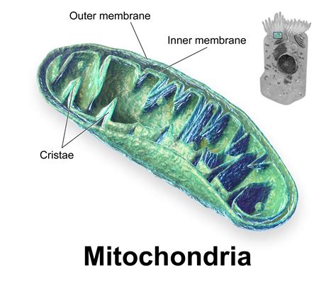 In animal cells, energy is produced from food via the process of cellular respiration. Medical Matins: Mitochondrial Transfer: Third Parents ...