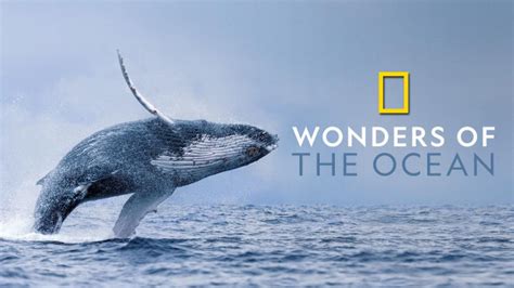 Wonders Of The Ocean Trailer Disney Hotstar