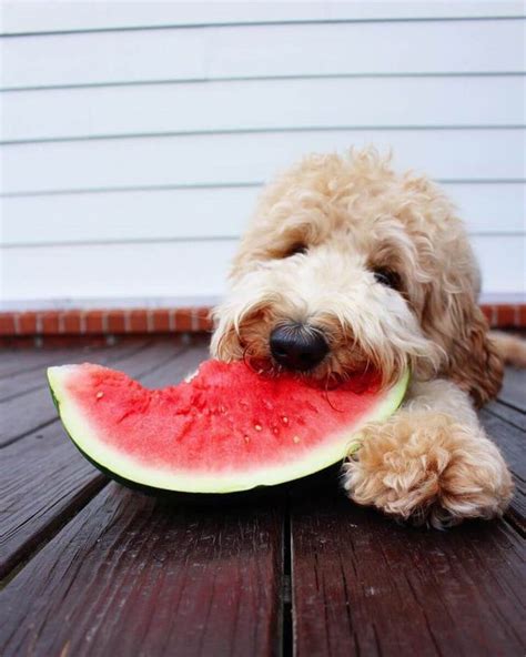 Any way you slice it the combination makes an f1 doodle. National Watermelon Day: 6 Recipes For Watermelon Dog ...
