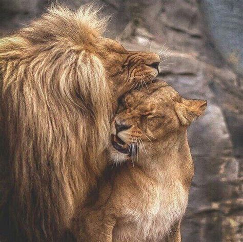 Romantic Lion And Lioness Love Quotes Ladegsworld