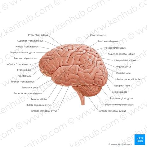 32 Label The Brain Anatomy Diagram Answers Label Design Ideas 2020