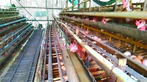 Hal ini dilakukan para peternak ayam demi menghasilkan ayam aduan juara. Kandang ayam batre dari bambu||cek - YouTube