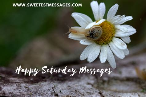 100+ Happy Saturday Messages And Wishes - Sweetest Messages