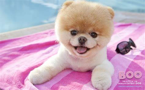 Pin By Cindie Rose On Puppy Love Boo The Cutest Dog World Cutest Dog