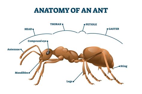 Are Ants Insects Scifaqs