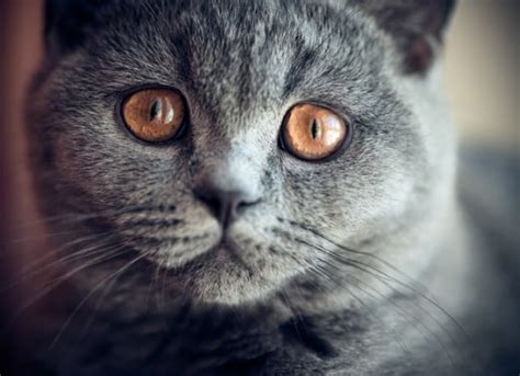 Eye Diseases In Cats Exophthalmos Enophthalmos And Strabismus Petmd