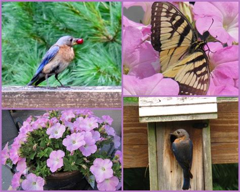 Viewing Nature With Eileen Birds Blooms And Butterflies