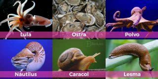 O Que S O Moluscos Resumo Completo Exemplos Ilustrativos