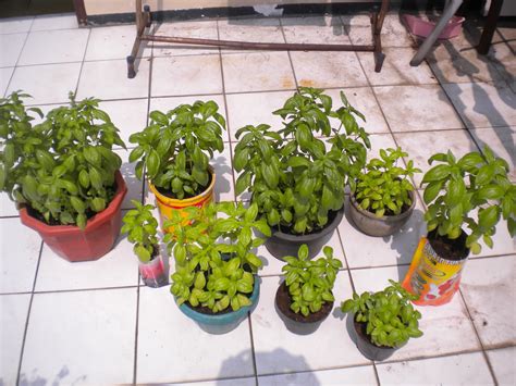 Badannya terus berpeluh dengan banyak. FreshHerbs & Mint: Home Gardening - Berkebun tanaman herbs ...