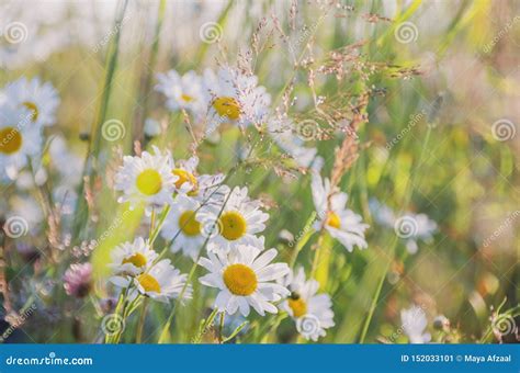 Chamomile Field Flowers Border Beautiful Nature Scene With Blooming