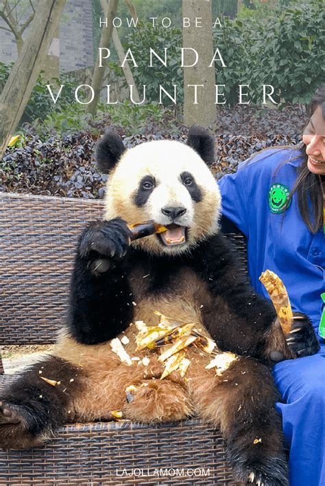 Our Dujiangyan Panda Base Volunteer Program And Photo With Panda