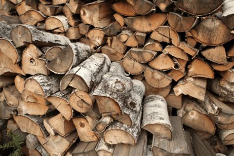 Is Birch Good Firewood Should You Burn It