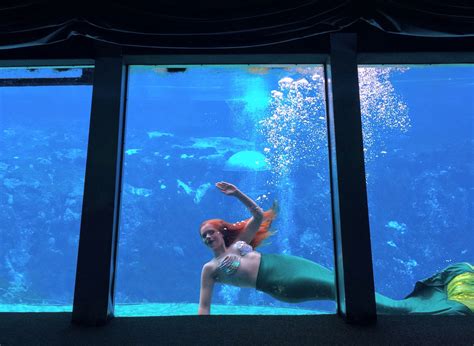 The Mermaid Show Of Weeki Wachee Florida