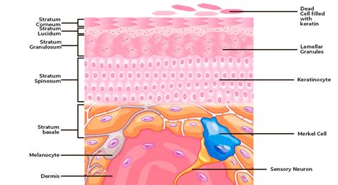 Difference Between Keratinized And Non Keratinized Epithelium