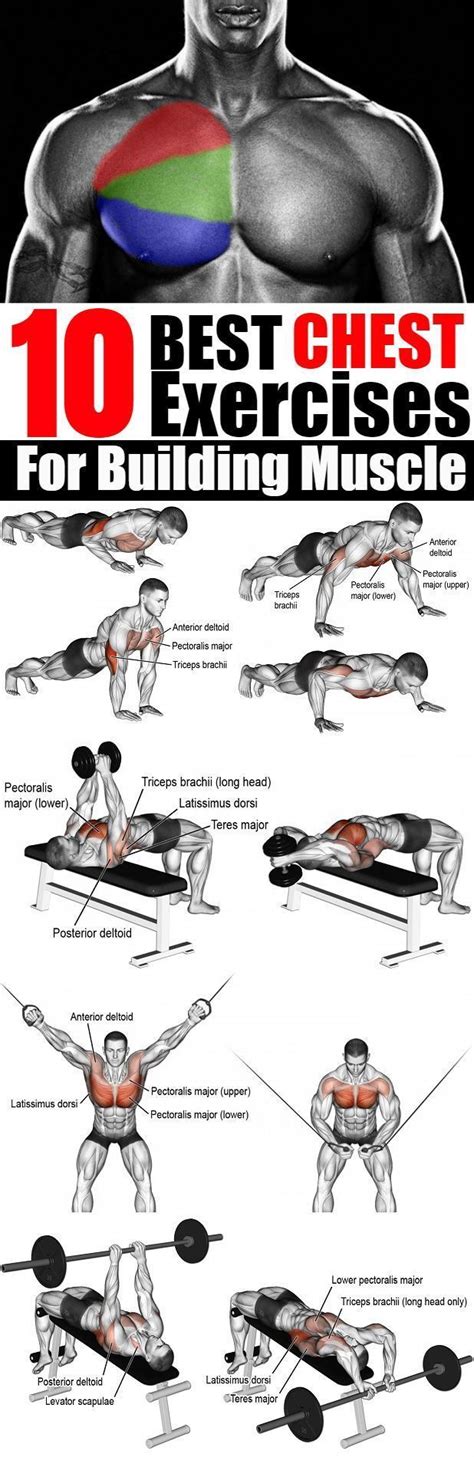 10 Best Chest Exercises For Building Muscle Best