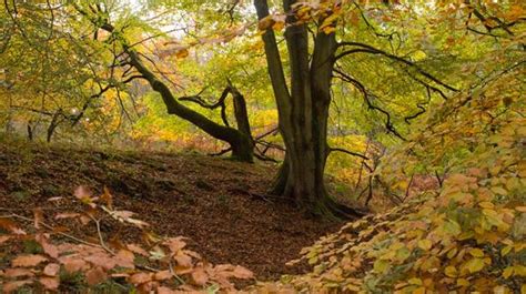 Autumn Walks In The Forest Of Dean Visitengland