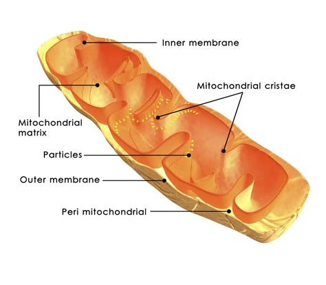 Mitochondria are often referred to as the powerhouse of the cell. Mitochondria: Understanding Its Structure and Functions ...