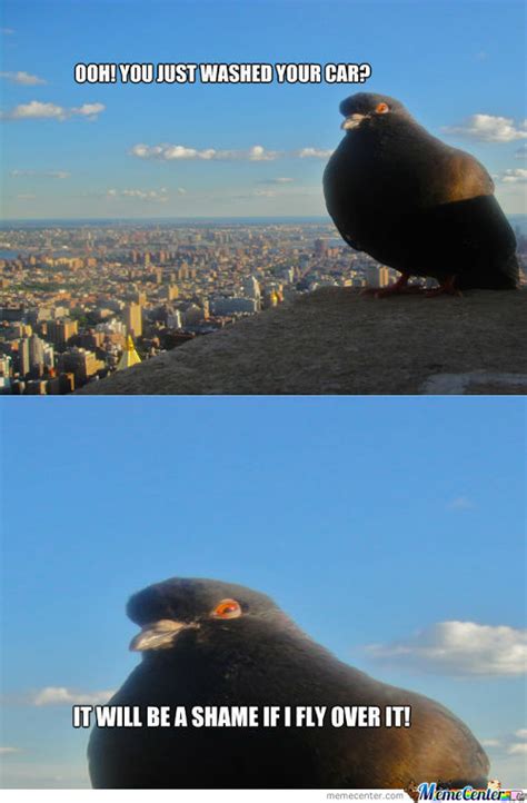 Pigeon Memes Best Collection Of Funny Pigeon Pictures