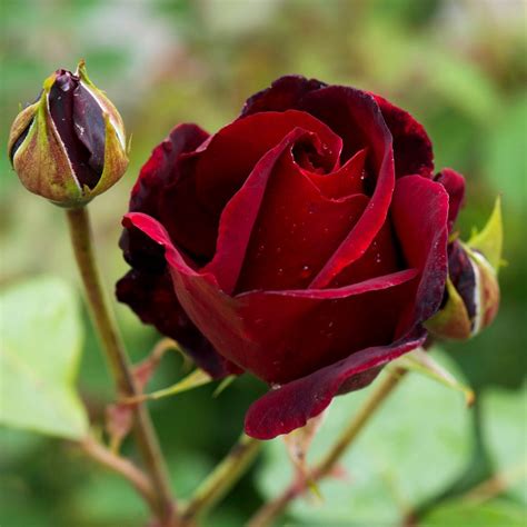 Buy Rose Maroon Flower Plant Online At Cheap Price On