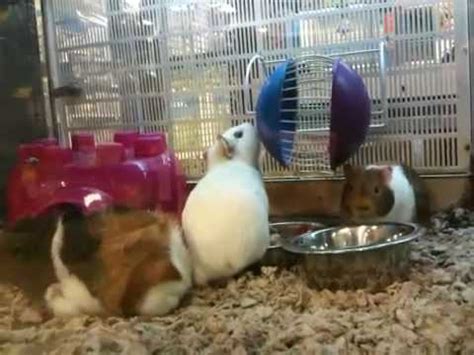 With a two guinea pig set up you will need a hutch and run, food and food bowls, a water bottle, hay and clean bedding, and grooming equipment. Petsmart guinea pigs - YouTube