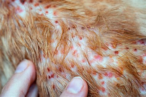 Dermatite Chez Le Chat Causes Symptômes Et Traitement