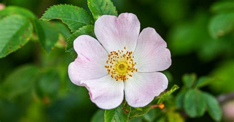 Growing And Caring For Wild Rose Bushes A Guide To Cultivating These