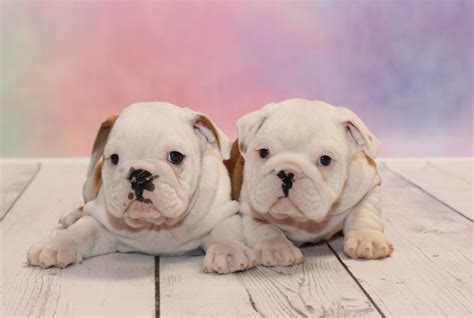 The English Bulldog - Fun Facts About this Snorty Breed!