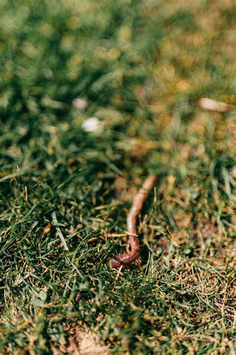Keep Your Soil Healthy How To Attract Earthworms