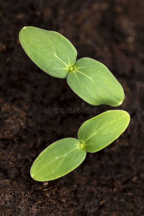Cucumber Cucumis Sativus Seedlings Starting To Grow In Moist Soil Stock