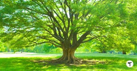 50 Fun Facts About Trees To Share With Your Primary Students Lesson