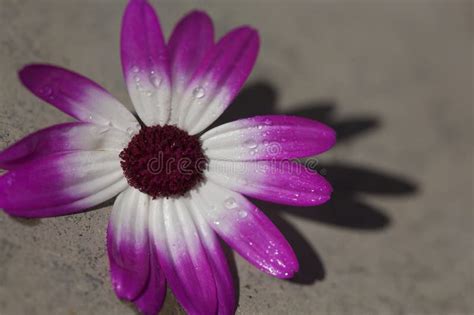 Purple And White Daisy Flower Stock Photo Image Of Background