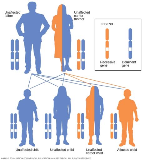 X Linked Recessive Inheritance Pattern With Carrier Mother Mayo Clinic