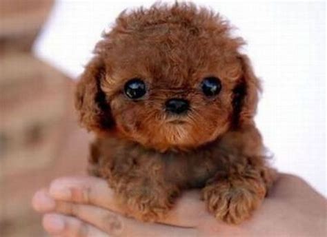 The Most Adorable Puppy Ever Cute Animals Fluffy Animals Baby Animals