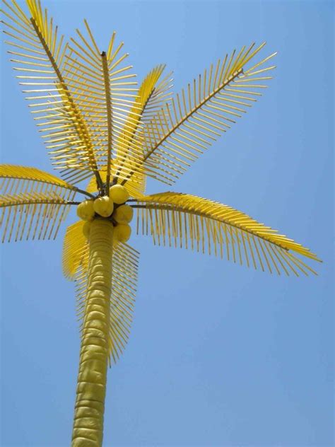A Yellow Palm Tree Photo Jakob Kurdoghlian Photos At