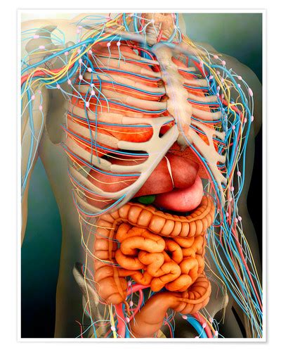 Menschlicher Körper Organe Und Knochen Poster Online Bestellen Posterloungeat