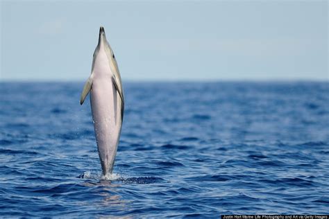 Celebrate National Dolphin Day With A Look At These Unique Dolphin