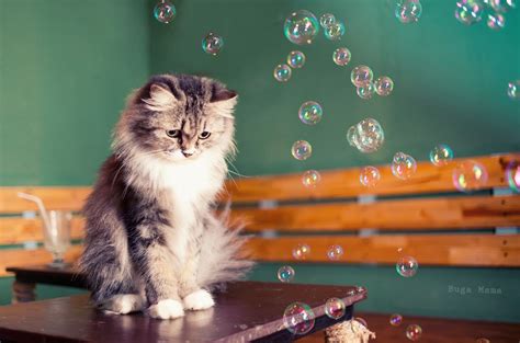 Cat And Bubble Puppies And Kitties Cats Crazy Cats