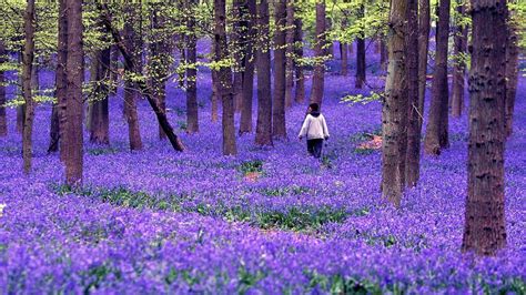 National Trust Ashridge Bluebell Wood Crowd Control Introduced Bbc News