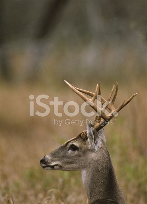 Whitetail Buck Portrait Stock Photo Royalty Free Freeimages