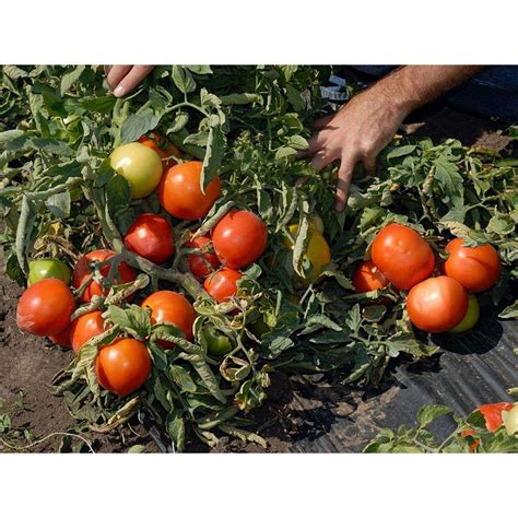 Tomato Mountain Spring Agro Consult Buinov