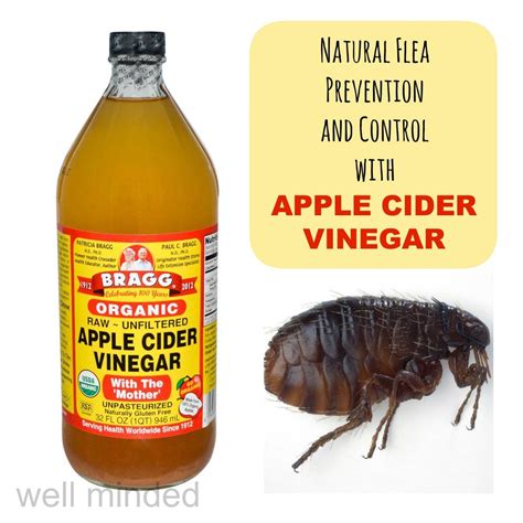 Apple Cider Vinegar And Flea Control Apple Cider Vinegar Fleas Flea